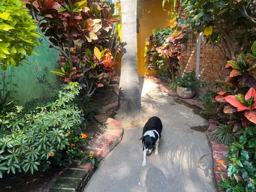 Pet-Friendly Assisted Living in Mexico 1 Resident dog at Mi Casita pet friendly nursing home